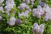 Syringa patula 'Miss Kim' - Sering, Ligustersering 40 - 60 cm in pot