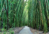 Fotobehang - Vlies Behang - Houten Pad tussen Bamboe 3D - 312 x 219 cm