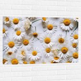 Muursticker - Geplukte Witte Madeliefjes - 105x70 cm Foto op Muursticker