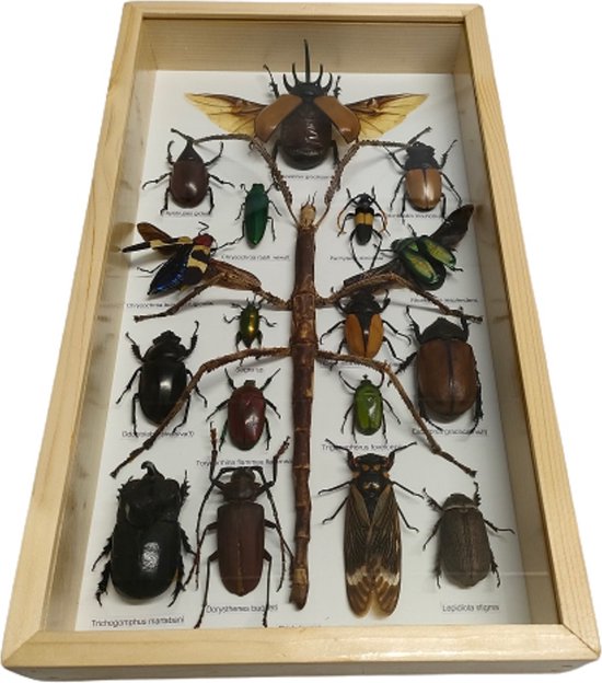 insecten in lijst insect kever in lijst beetle kevers vlinder