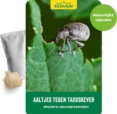 ECOstyle Aaltjes tegen Taxuskevers (Val) - Bestrijdingsmiddel - Natuurlijk & Biologisch - Tegen Bladschade - Toepasbaar van April t/m Oktober - Werken 24 uur per Dag - 1 Stuk