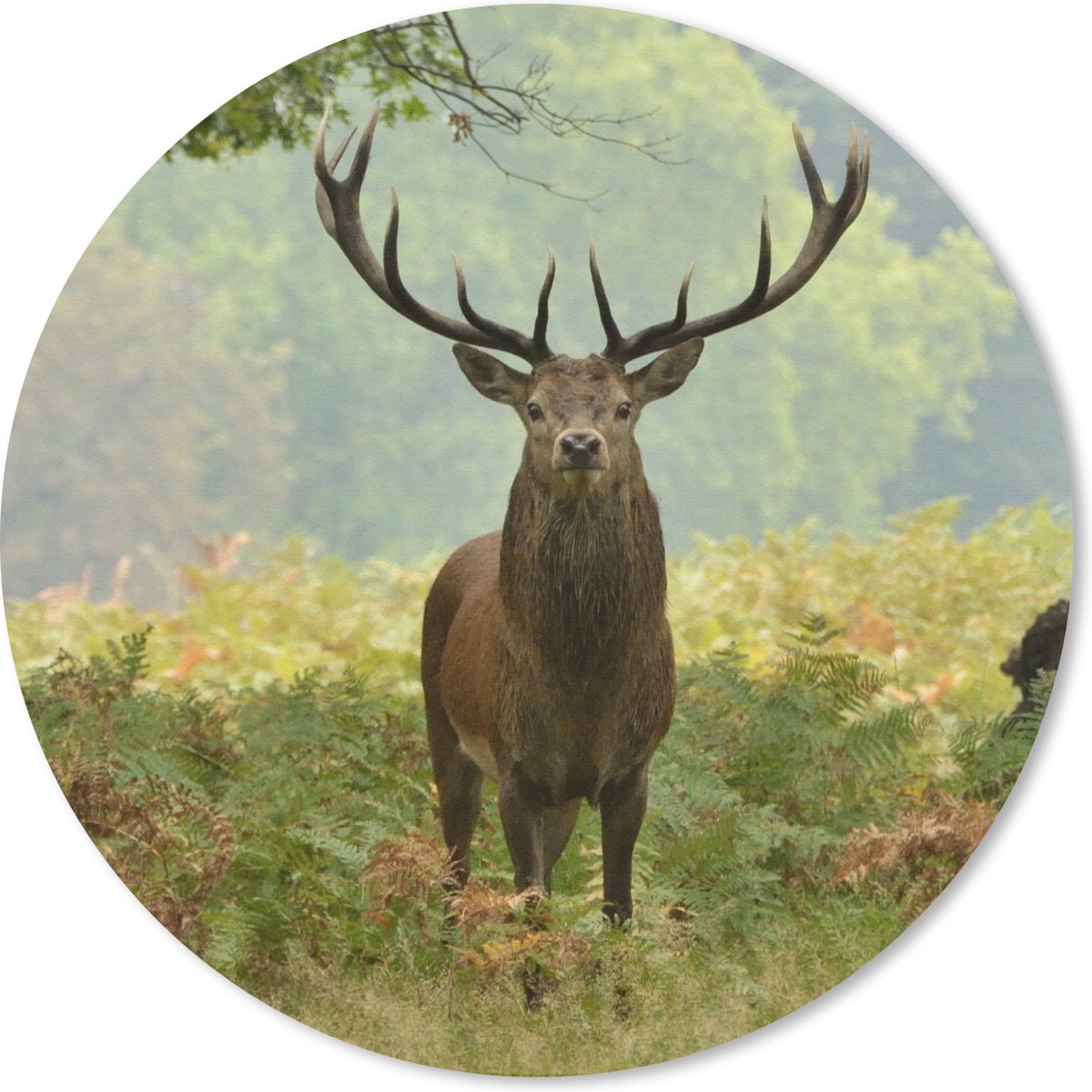 Muismat rond 20x20 cm - Mousepad Edelhert - Natuur - Groen - Ronde muismatten
