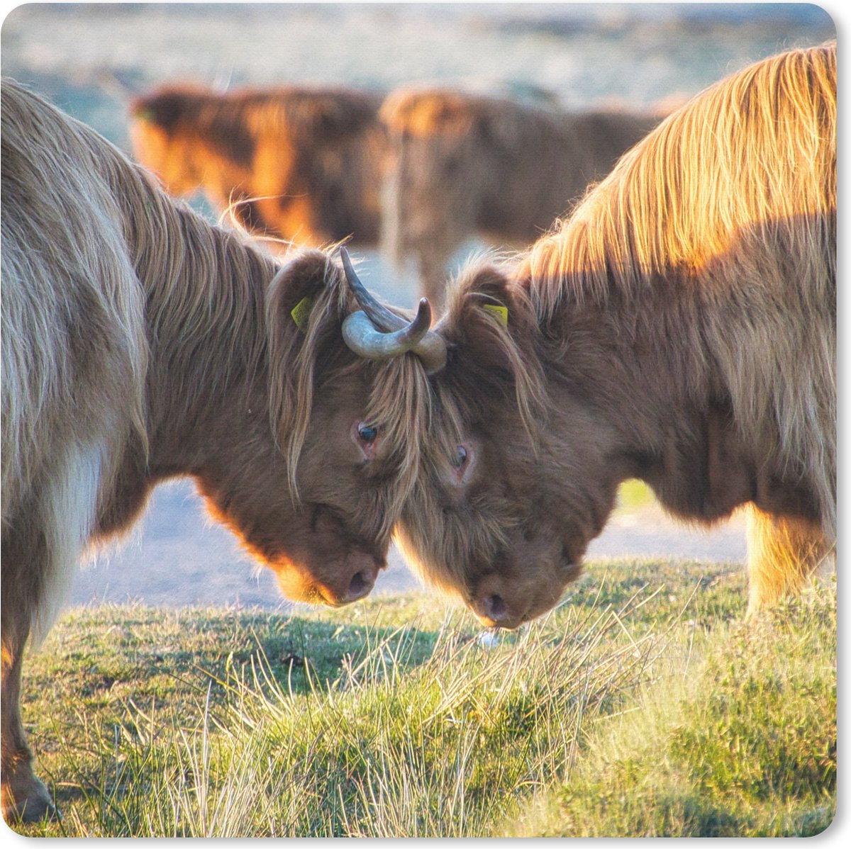 Muismat 30x30 cm - Mousepad Schotse Hooglanders - Dieren - Zon - Muismatten