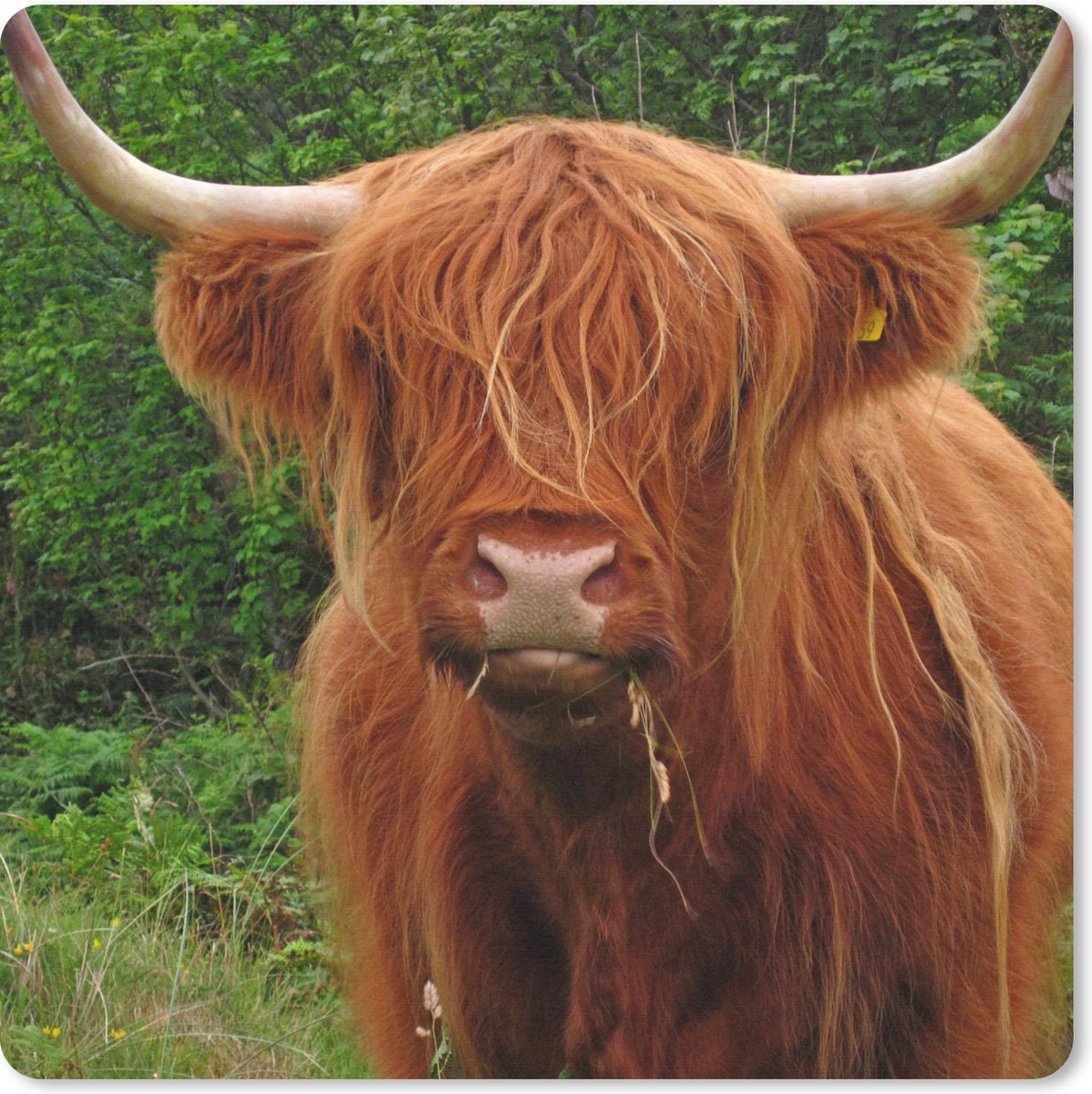 Muismat 30x30 cm - Mousepad Schotse hooglander - Koe - Gras - Muismatten