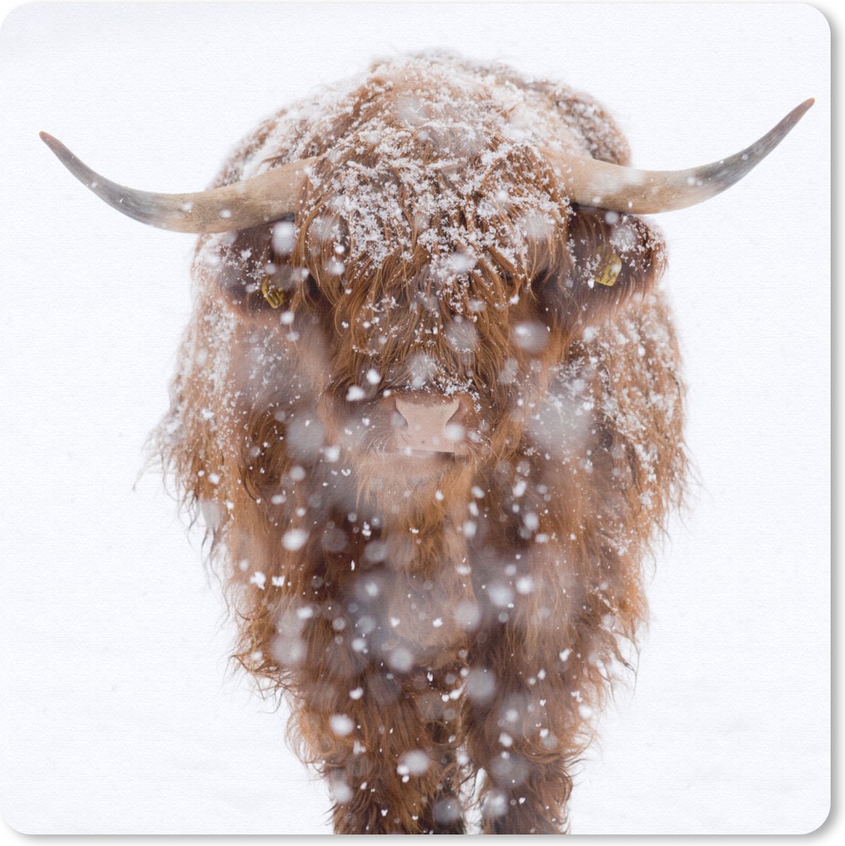 Muismat 30x30 cm - Mousepad Schotse hooglander - Koe - Sneeuw - Muismatten