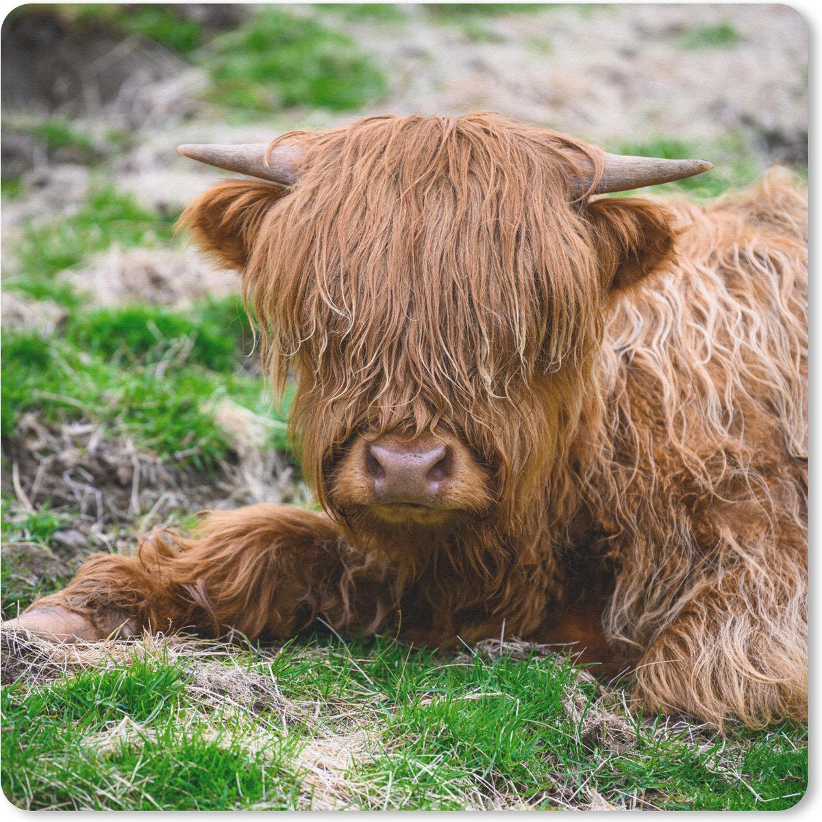 Muismat 20x20 cm - Mousepad Schotse Hooglander - Hooi - Gras - Muismatten