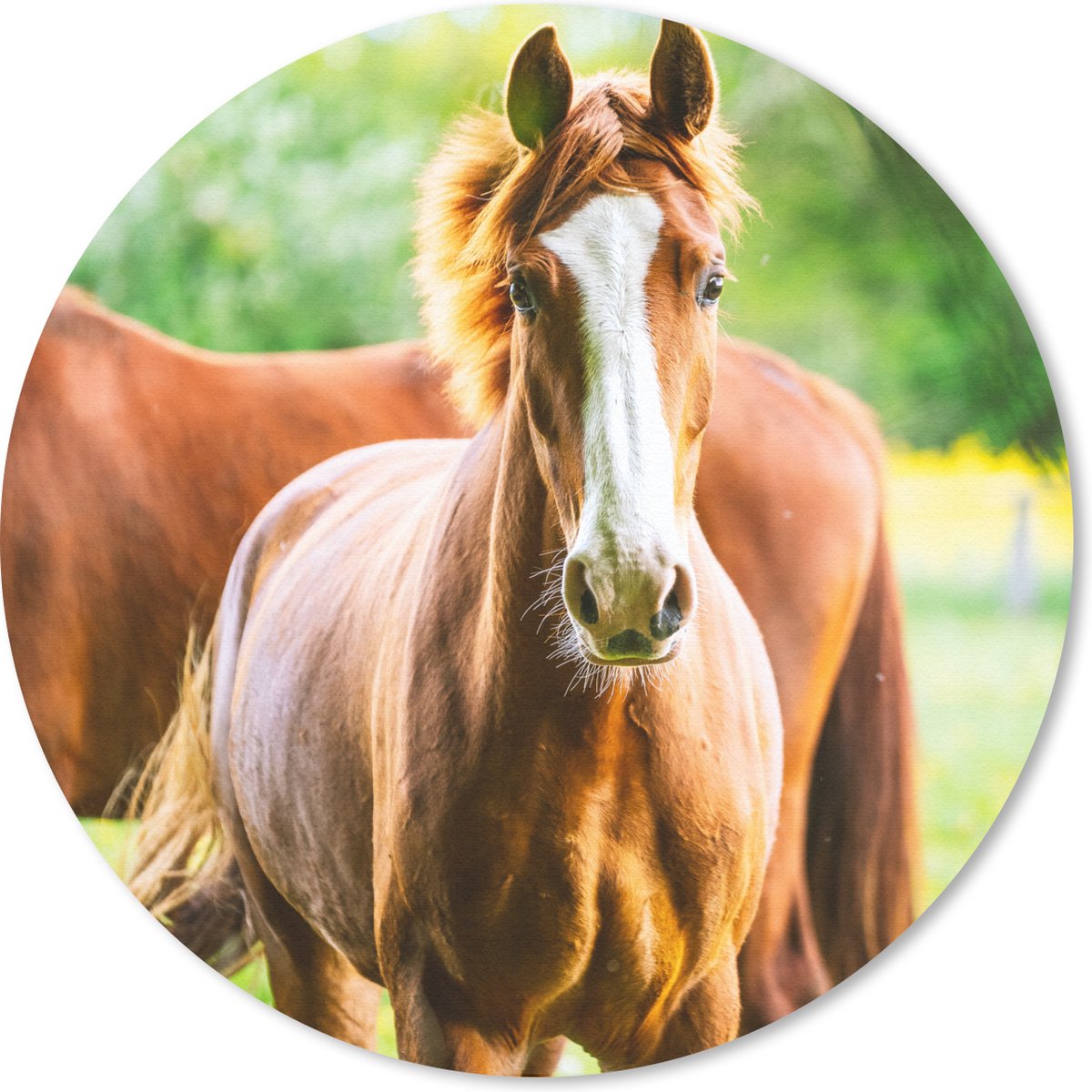 Muismat rond 20x20 cm - Mousepad Paarden - Licht - Weide - Ronde muismatten