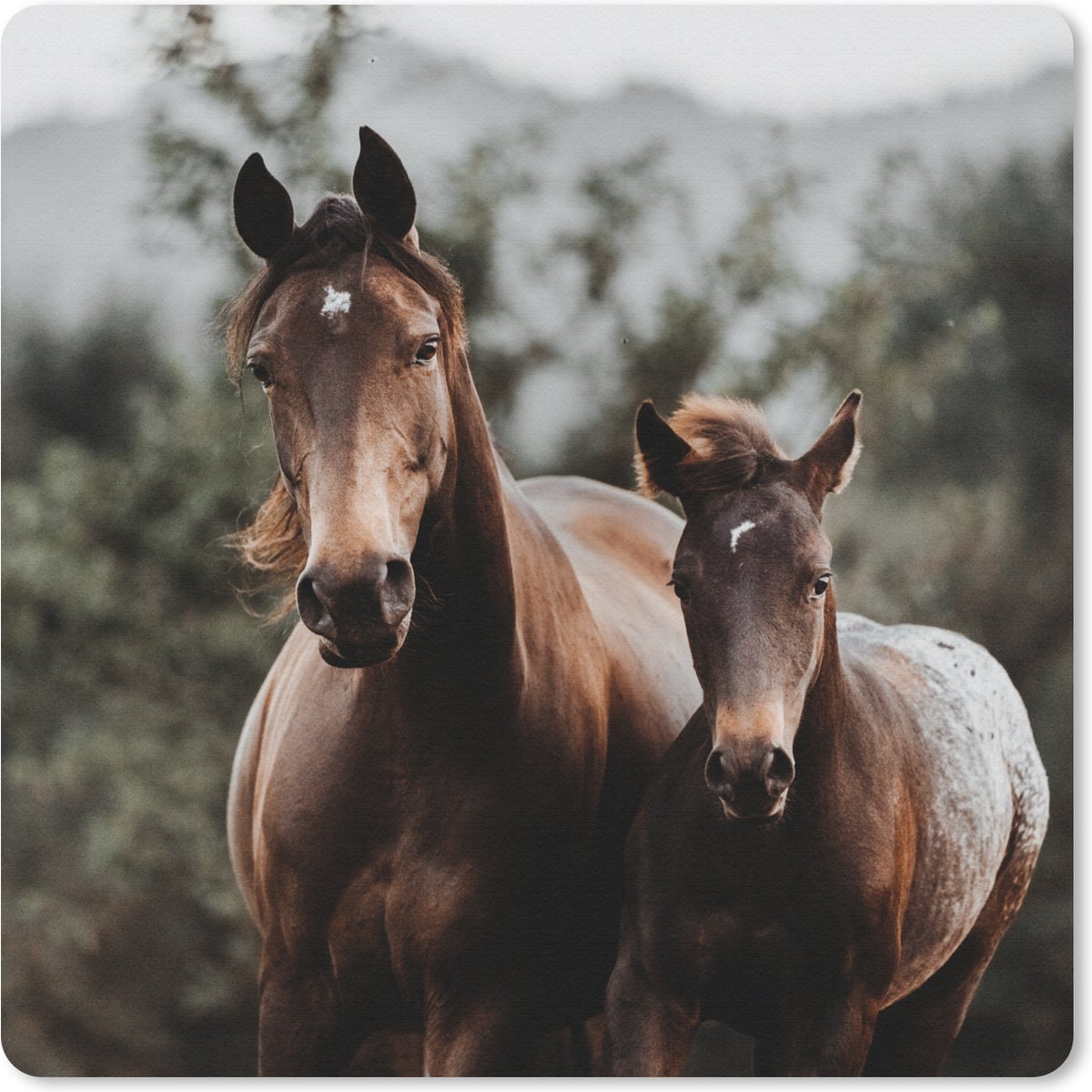 Muismat 30x30 cm - Mousepad Paarden - Bos - Berg - Muismatten