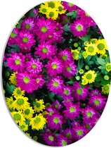 PVC Schuimplaat Ovaal - Bloemen - Kleuren - Bladeren - Natuur - Geel - Paars - 51x68 cm Foto op Ovaal (Met Ophangsysteem)