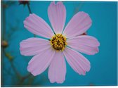 Vlag - Bloem - Bladeren - Kleuren - 40x30 cm Foto op Polyester Vlag