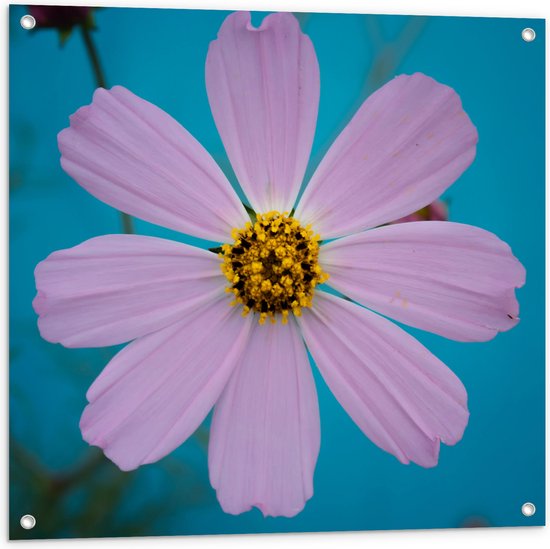 Tuinposter – Bloem - Bladeren - Kleuren - 80x80 cm Foto op Tuinposter (wanddecoratie voor buiten en binnen)
