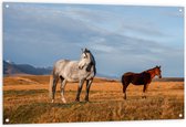 Tuinposter – Paarden in Weiland - 120x80 cm Foto op Tuinposter (wanddecoratie voor buiten en binnen)