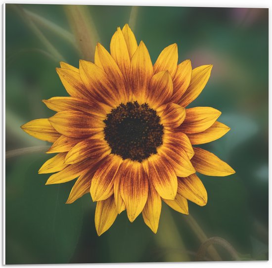 PVC Schuimplaat - Gele Zonnebloem - 50x50 cm Foto op PVC Schuimplaat (Met Ophangsysteem)