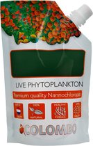 Colombo Live Phytoplankton