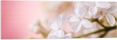 Acrylglas - Witte Bloem met Roze Achtergrond - 120x40 cm Foto op Acrylglas (Met Ophangsysteem)