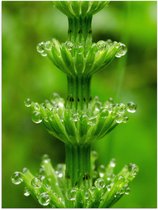 Poster (Mat) - Bloem - Plant - Groen - Druppels - 75x100 cm Foto op Posterpapier met een Matte look