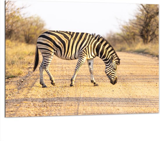 Dibond - Zijaanzicht van Overstekende Zebra - 100x75 cm Foto op Aluminium (Wanddecoratie van metaal)