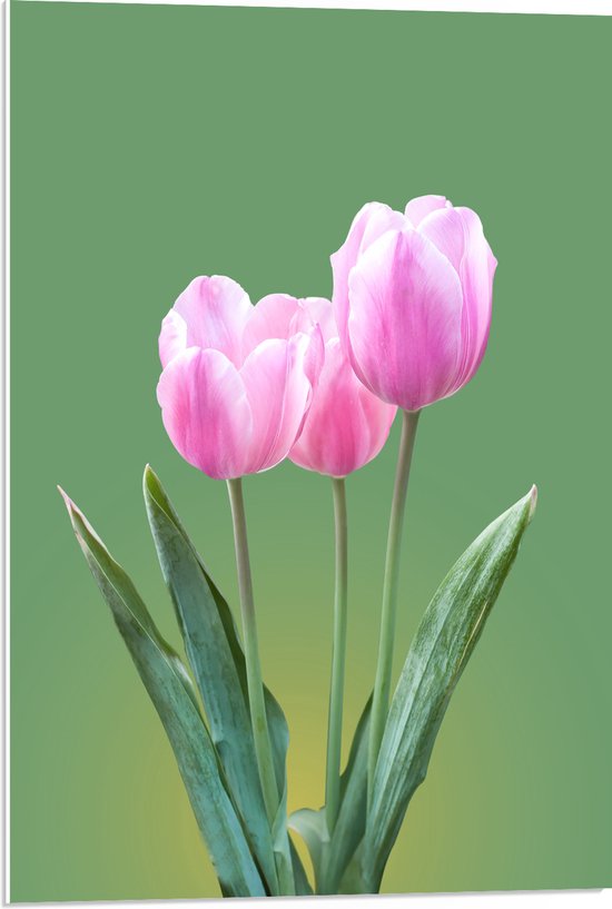 PVC Schuimplaat - Roze Tulpen met Groene Achtergrond - 50x75 cm Foto op PVC Schuimplaat (Met Ophangsysteem)