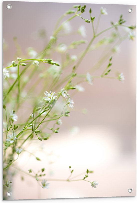 Tuinposter – Bloemen - Planten - Natuur - Groen - Wit - 60x90 cm Foto op Tuinposter (wanddecoratie voor buiten en binnen)