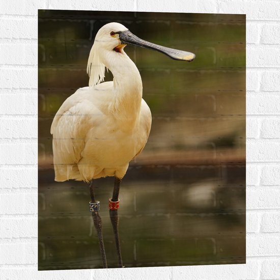 Muursticker - Grote Witte Lepelaar Vogel met Lange Zwarte Snavel - 60x80 cm Foto op Muursticker