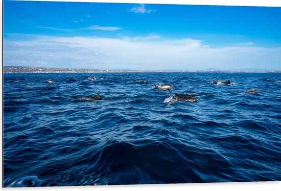 Dibond - Groep Dolfijnen Zwemmend bij het Wateroppervlak - 105x70 cm Foto op Aluminium (Met Ophangsysteem)