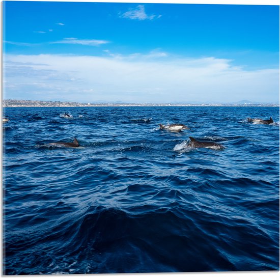 Acrylglas - Groep Dolfijnen Zwemmend bij het Wateroppervlak - 50x50 cm Foto op Acrylglas (Wanddecoratie op Acrylaat)