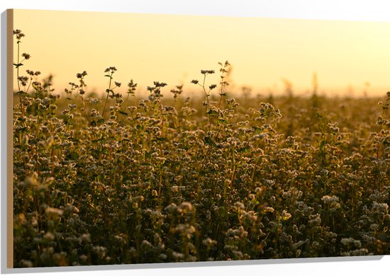 Hout - Hooggroeiend Gras groeiend op Vlakte - 120x80 cm - 9 mm dik - Foto op Hout (Met Ophangsysteem)