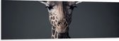 Dibond - Giraffe Zakenman in Pak - 150x50 cm Foto op Aluminium (Met Ophangsysteem)