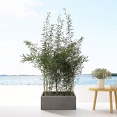 Combi deal - 3x Bamboe inclusief Grigio Box 80x30x30 - 190 cm