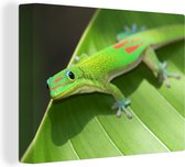 Canvas Schilderij Groene gekko op een lelieblad - 120x90 cm - Wanddecoratie