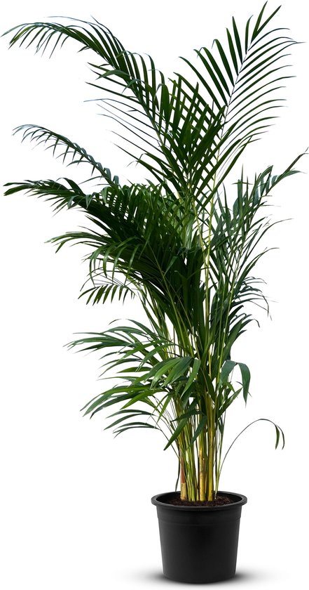 Areca Goudpalmboom - Luchtzuiverend - 140 cm