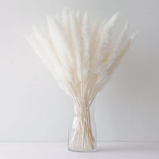 Boeket van witte pampas pluimen in een glazen vaas tegen een witte muur.