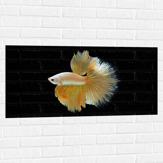Muursticker - Zijaanzicht van Goud- Gele Vis met Sierlijke Vinnen - 100x50 cm Foto op Muursticker