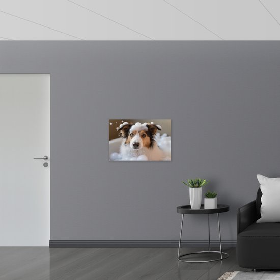 Dibond - Border collie hond in bad met zeepbubbels - 75x50 cm Foto op Aluminium (Met Ophangsysteem)