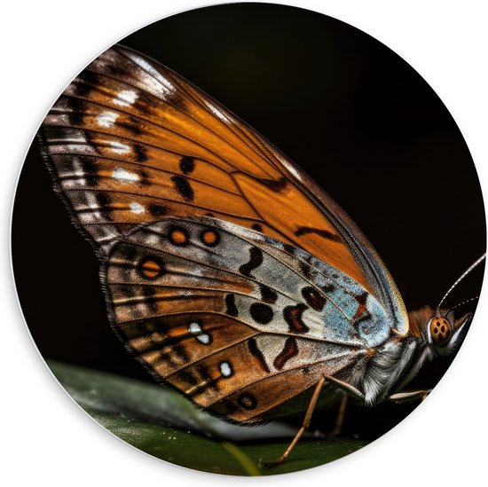 PVC Schuimplaat Muurcirkel - Acraea vlinder zit op groen blad met zwarte achtergrond - 60x60 cm Foto op Muurcirkel (met ophangsysteem)