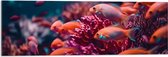 Acrylglas - Groep oranje vissen zwemmen door een roze koraal heen - 90x30 cm Foto op Acrylglas (Met Ophangsysteem)