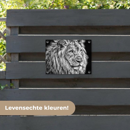 Affiche de jardin Lion en hiver 60x40 cm - Photo sur affiche de jardin / Peintures pour l'extérieur (décoration de jardin)