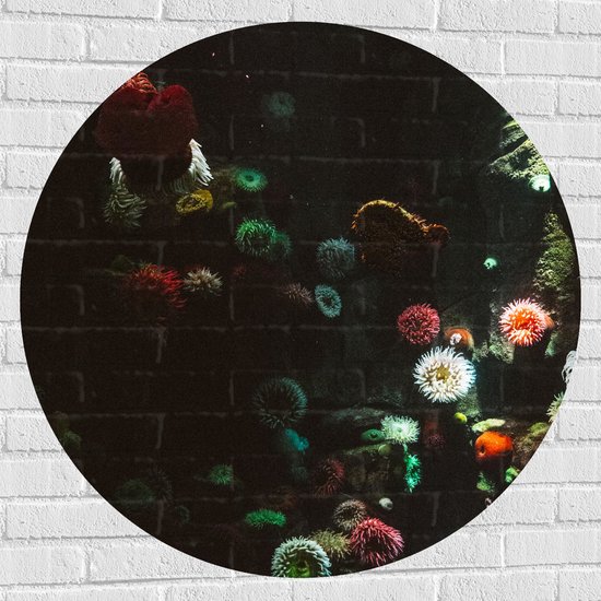 Muursticker Cirkel - Zee - Onderwaterleven - Koraal - Bloemdieren - 100x100 cm Foto op Muursticker
