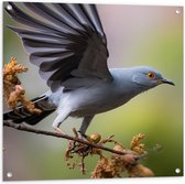 Tuinposter – Koekoek vogel staat op tak met vleugels uitgeslagen - 80x80 cm Foto op Tuinposter (wanddecoratie voor buiten en binnen)