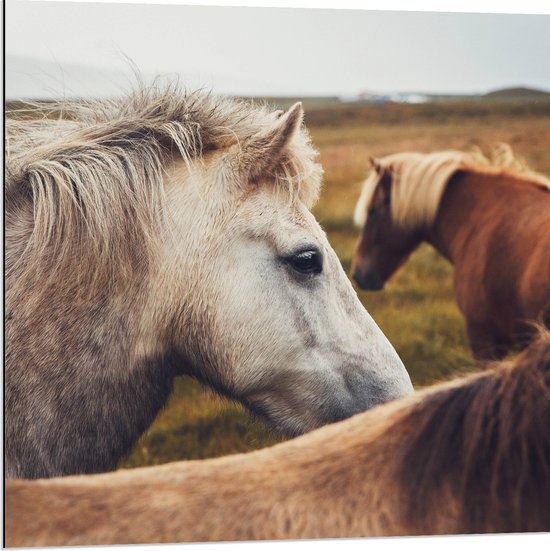 Dibond - Grijze en bruine wilde paarden staan in open natuurgebied - 80x80 cm Foto op Aluminium (Wanddecoratie van metaal)