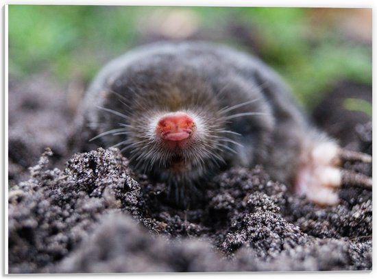 PVC Schuimplaat- Mol met een rode neus komt uit de aarde - 40x30 cm Foto op PVC Schuimplaat