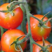Tomaten zaden - Gardeners Delight