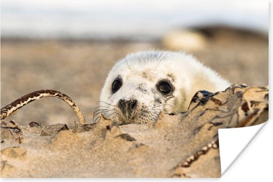 Zeehondje achter een zandheuvel