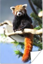 Poster Rode Panda - Zon - Tak - 60x90 cm