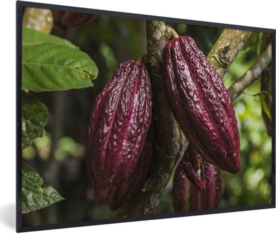 Cadre photo avec affiche - Fèves de cacao rouges dans la peau dans la jungle du Pérou - 30x20 cm - Cadre pour affiche