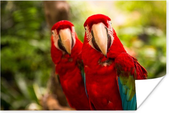 Poster Perroquets rouges 90x60 cm - Tirage photo sur Poster (décoration murale salon / chambre) / Poster Animaux sauvages