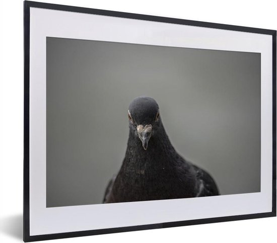 werkzaamheid Geven effect Fotolijst incl. Poster - Een prachtige duif op een grijze achtergrond -  40x30 cm -... | bol.com