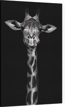 Giraffe op zwarte achtergrond - Foto op Canvas - 100 x 150 cm