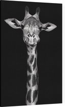 Giraffe op zwarte achtergrond - Foto op Canvas - 40 x 60 cm