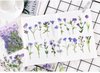 Bloemen - Dried Flowers | Paars - Lila